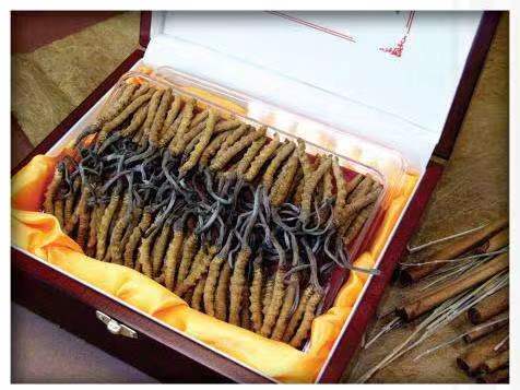 汪清冬虫夏草回收